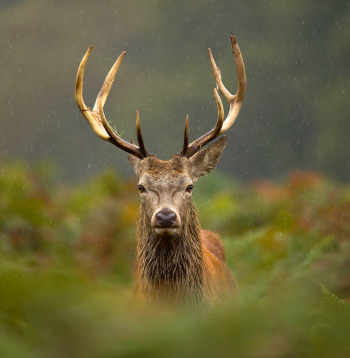 Šāds eksemplārs būtu medījams vecuma grupā virs 3–4 gadiem. Ragu galos kronis neveidojas un, visticamāk, arī neveidosies.