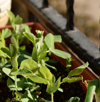 Balkona puķu kaste.