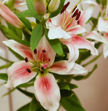 Porcelāna lilijas.
