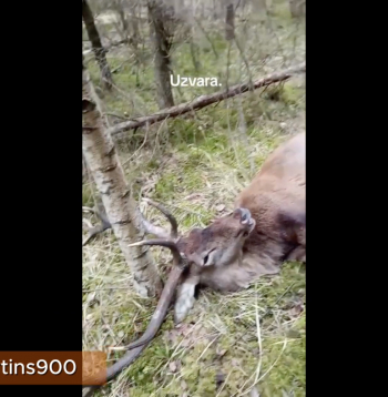 TikTok tīklā kontā tkmartins900 ikviens var aplūkot video fragmentu, kurā aiz kadra esošā balss priecājas par uzvaru – uz zemes atrastu briežu bulli bez dzīvības pazīmēm.