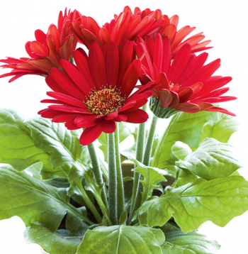Gerbera.