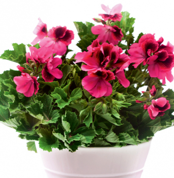 Pelargonijas.