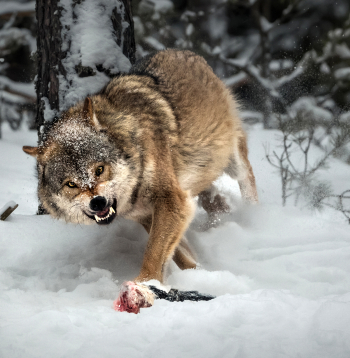 Vilks.