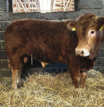 Gaļas šķirņu vaislas jaunbuļļu izsolē pārdoti 23 buļļi. Izsoles vērtīgākais bullis, par kuru nosolīta augstākā summa, pārdots par 5650 eiro.