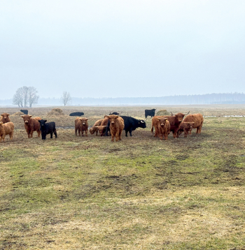 "Laduži Agro" gaļas liellopu ganāmpulkā patlaban ir aptuveni 30 galvenokārt Hailandes šķirnes dzīvnieku. Tos laiž ganībās sliktākas kvalitātes pļavās, kas citiem mērķiem nav izmantojamas.