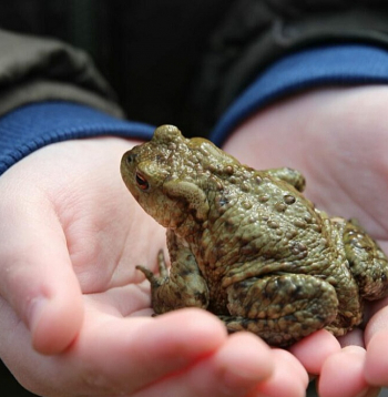 Krupji mostas no ziemas miega un dodas uz nārsta vietām – Dabas aizsardzības pārvalde aicina iesaistīties kampaņā "Misija – krupis. Izglāb princi!".