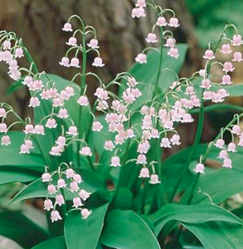 'Rosea' šķirne.