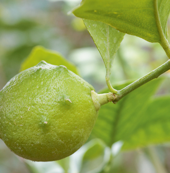 Citronkociņš.