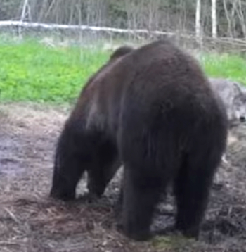 Vilks un lācis – draugi vai konkurenti?