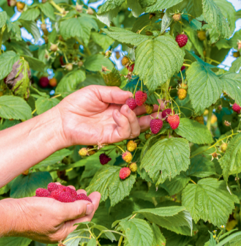 Iekārtojot rudens aveņu stādījumus, ieteicams izvēlēties šķirnes ar agrāku ienākšanās laiku, jo ražu stipri ietekmē konkrētā gadalaika apstākļi.