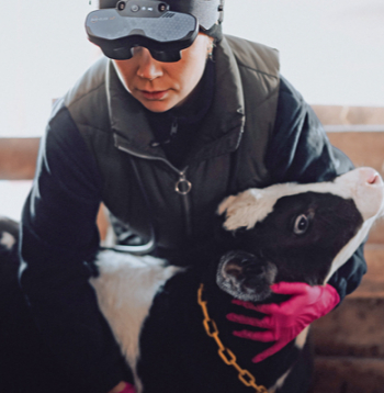 Veterinārārsts izmeklē teliņu.