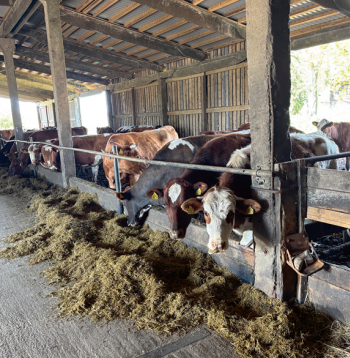 Bioloģisko gotiņu ganāmpulks.
