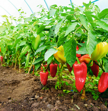 Paprika.