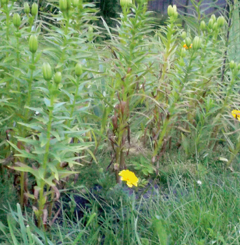 Bojātās lilijas.