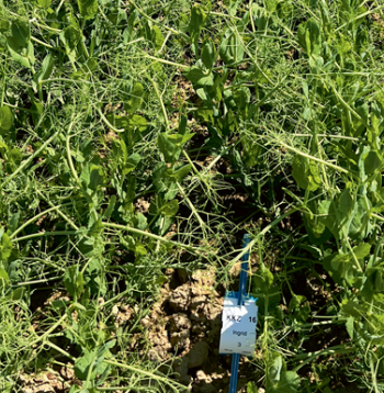 Zirņu šķirne 'Ingrid' AREI Priekuļu pētniecības centrā 2025. gadā - bioloģiskajā laukā, sēta 21.04., sadīga 12.05.