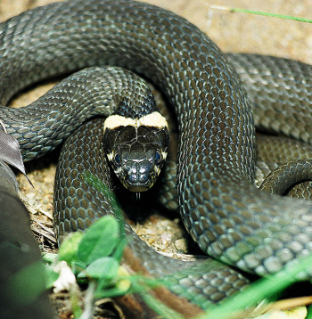 Zalktim ir pelēki brūngana vai tumši zaļgana krāsa ar raksturīgiem dzeltenīgiem pusmēness veida plankumiem abās galvas pusēs.