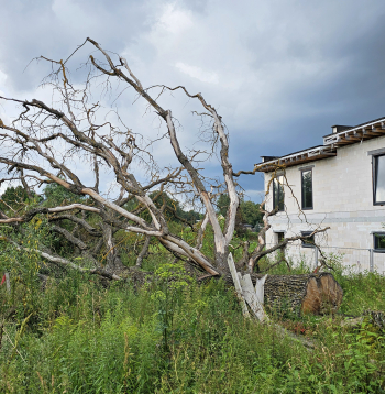 Nozāģētais Mārupes dižozols. Nozāģētais Mārupes dižozols.