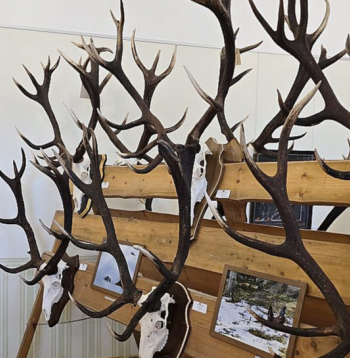 Starp staltbriežu ragiem vietu atradušas arī Ivara Kolodas fotogrāfijas.