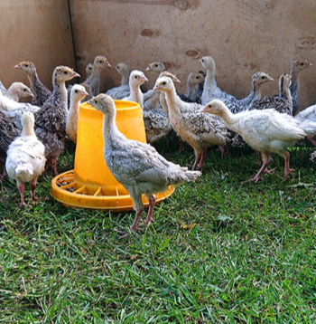 Jaunputnu turēšanai ērti izmantot siltumnīcu ar blakus ierīkotu pastaigu laukumu, kur putni var uzturēties labos laika apstākļos.