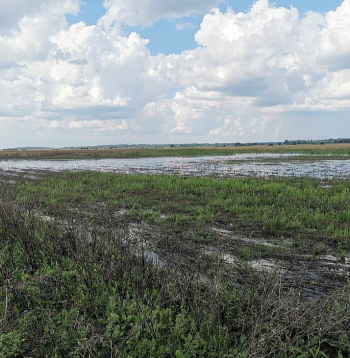 Applūdušie lauki zemnieku saimniecībā "Mālnieki". Lietavas.