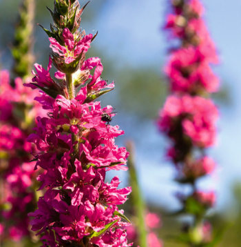 Ārstniecībai lieto auga ziedus, lakstus, saknes.