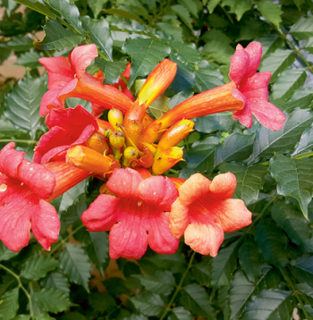 'Campsis radicans Ursynov'