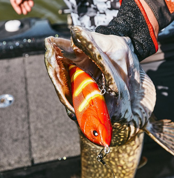 Liels plēsējs, liels māneklis. Pie šīs formulas noteikti der pieturēties.