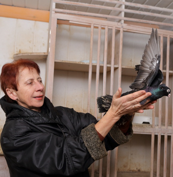 Aina Balode Ādažos palīdz vīram Jānim aprūpēt dekoratīvo baložu saimi.