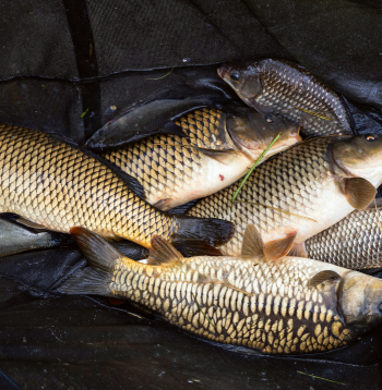 Ceļš pie karpām: no dīķa līdz Method Masters Latvia sacensībām.
