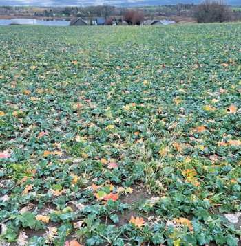TuYV bojājuma pazīmes ziemas rapsī (2024. gada rudens).