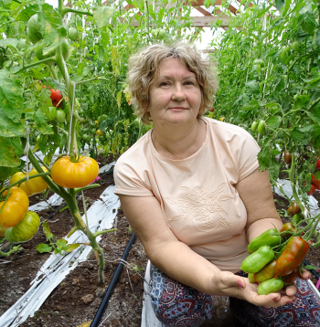 Tomātu kolekcionāre Linda Grotupe.