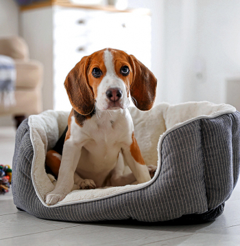Daudzi dalībnieki kā vienu no nozīmīgākajām suņu īpašībām minēja to patiesumu, uzticību un absolūto mīlestību pret savu saimnieku. 
