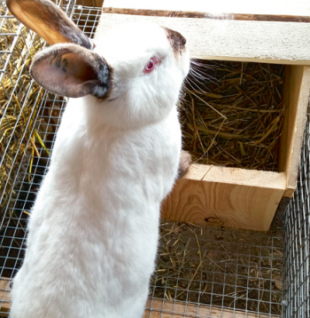  Jāievēro, ka barības enerģijas un proteīna vajadzība trušiem mainās atkarībā no fizioloģiskā stāvokļa un gadalaika.