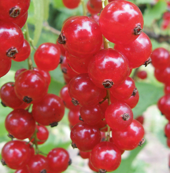 'Asja'