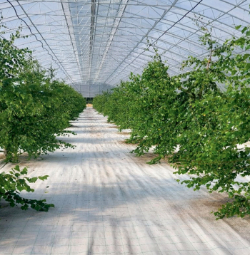 2024. gadā iestādītie bērza potējumi.