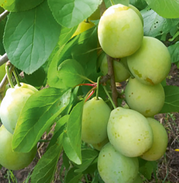 ‘Latvijas dzeltenā olplūme’