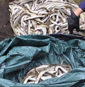 Maluzvejnieka lomā bija 401 nēģis. Maluzvejnieka lomā bija 401 nēģis.