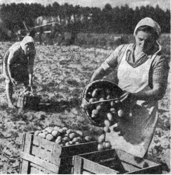 Kartupeļu novākšana kolhozā 40. gados.