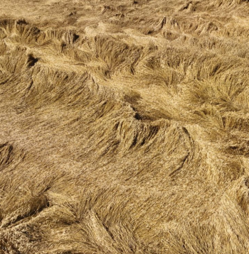 Veldrē sagāzts labības lauks Dobeles novadā.