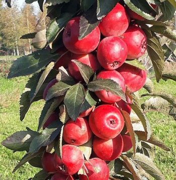 Ābolu svētkos Dobelē būs ābolu degustācija un Dārzkopības institūta zinātnieku konsultācijas.