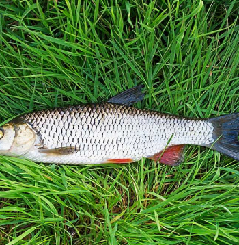 Nebūt nevajag uz copi ņemt līdzi visu un daudz, pietiek pat ar vienu vai divām dažādām ēsmām, lai eksperimentētu un atmodinātu pasīvas zivs interesi.