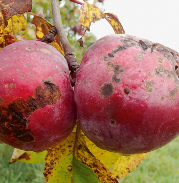 Ābeļu kraupja pazīmes.