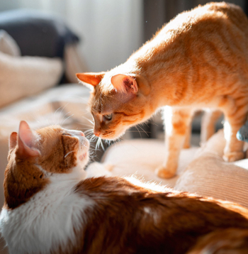 Kaķi ir neatkarīgi dzīvnieki, kas savstarpēji kontaktējas pēc ļoti smalkiem uzvedības un smaržu signāliem. 