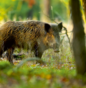Rudenī mežacūkas maina barošanās stratēģiju.