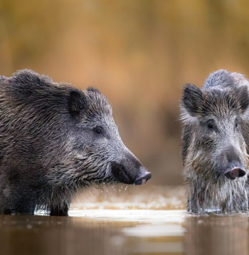 Āfrikas cūku mēris ir viena no postošākajām cūku slimībām pasaulē.