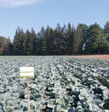 "Klaipiņos" pašlaik tiek veikti plaši dažādu kāpostu hibrīdu izmēģinājumi.