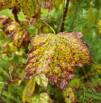 Lapu plankumainības samazina lapu virsmas fotosintētisko aktivitāti, izraisa priekšlaicīgu lapu nobiršanu, kā arī ietekmē augu ziemcietību un ražu nākamajā gadā. Lapu plankumainības samazina lapu virsmas fotosintētisko aktivitāti, izraisa priekšlaicīgu lapu nobiršanu, kā arī ietekmē augu ziemcietību un ražu nākamajā gadā.