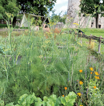 Fenhelis citu augu kompānijā.