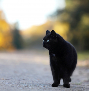 Rudens laiks. Melns kaķis. 