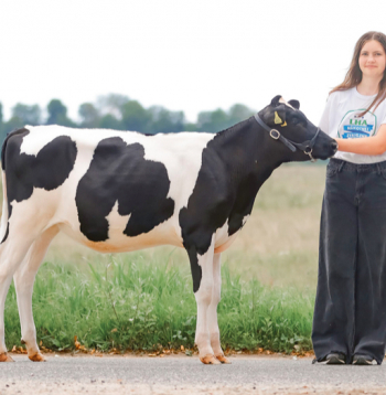 Šī glītā Holšteinas šķirnes tele Telma rāda lielisku līdzsvaru starp piena tipu un spēcīgumu. 